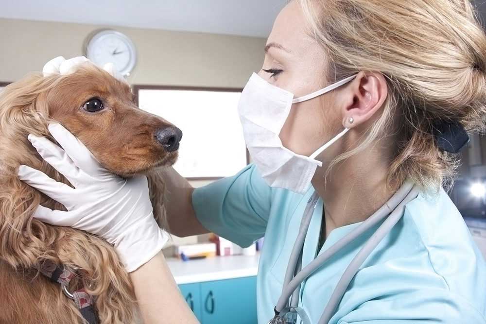 Срочный вызов ветеринарного врача в районе Новокосино Восточном Административном Округе города Москвы
