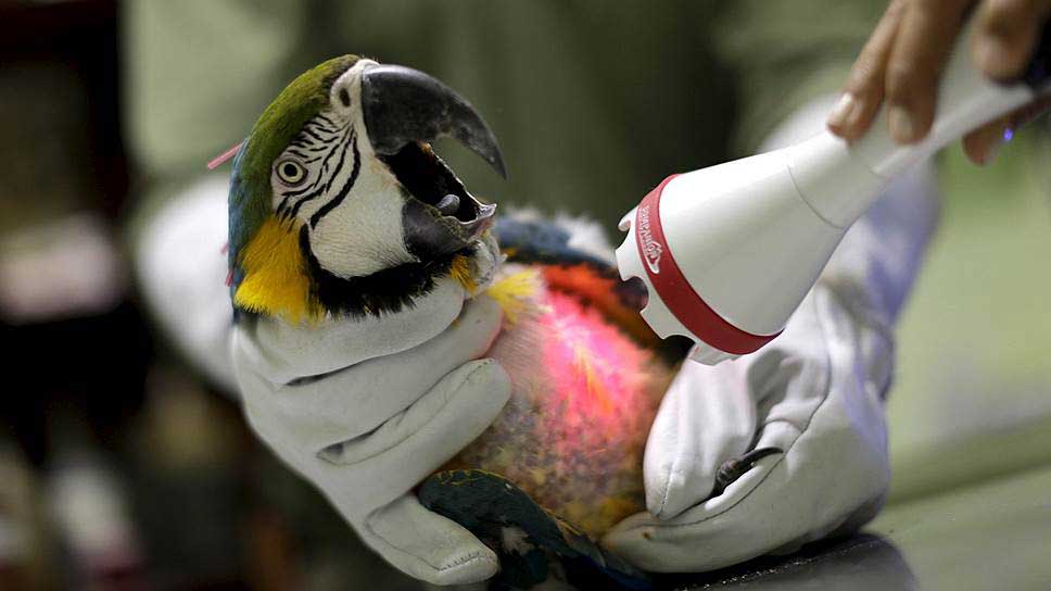 Лечение птиц в районе Новокосино вблизи метро Новокосино