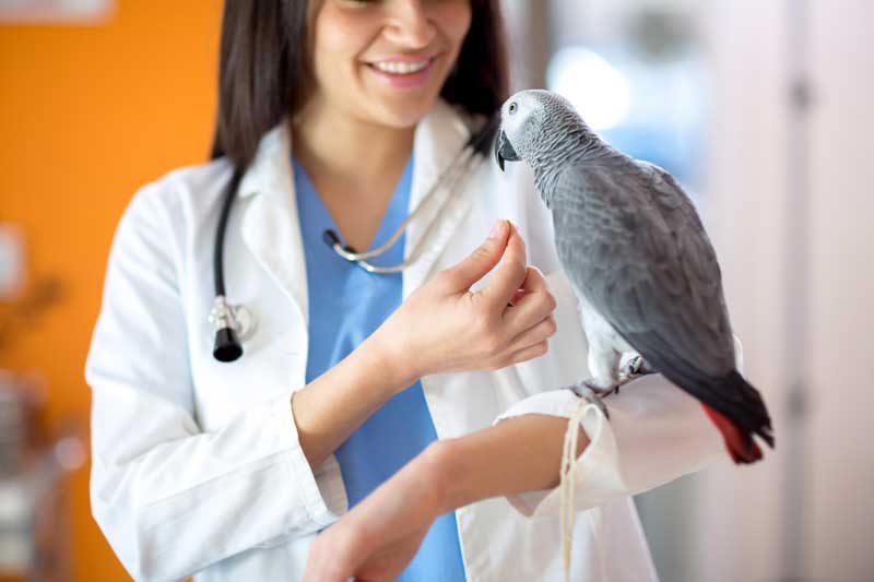 Лечение птиц попугай, амадин, карела попугай, волнистый попугай, голуби, неразлучники в районе Новокосино