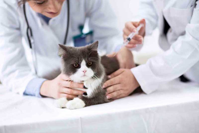 Вакцинация собаки, кошки в районе Новокосино (ВАО)
