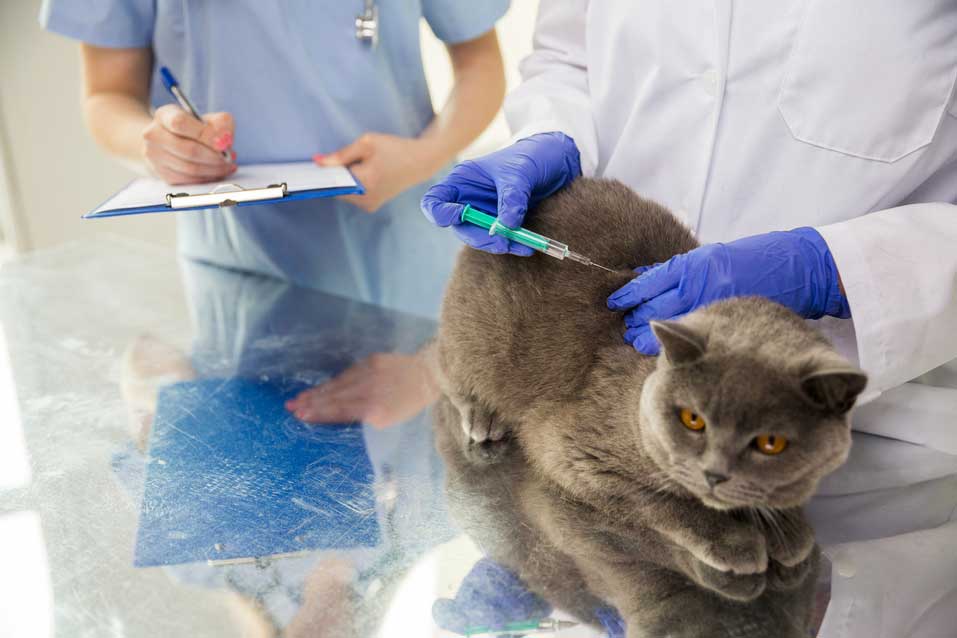 Вакцинировать животное собаку или кошку в районе  Новокосино Восточном Административном Округе