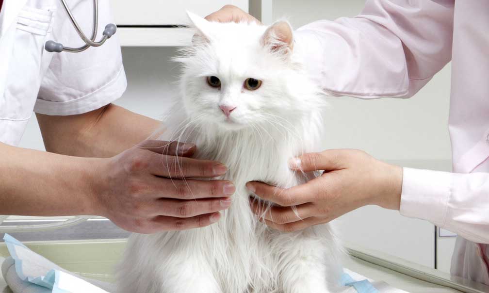 Плановая вакцинация животных (собаки, кошки) районе  Новокосино Восточном Административном округе.