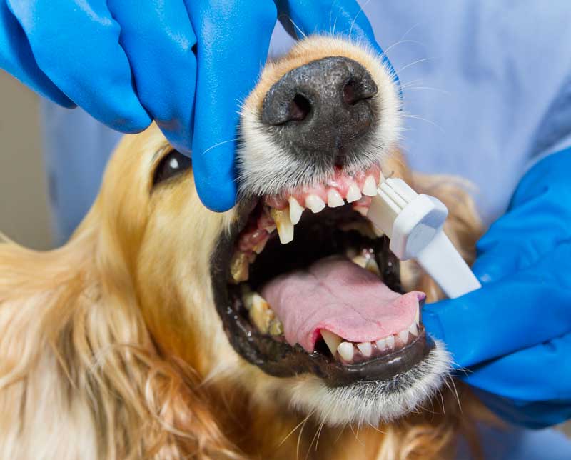 Dentist for dogs