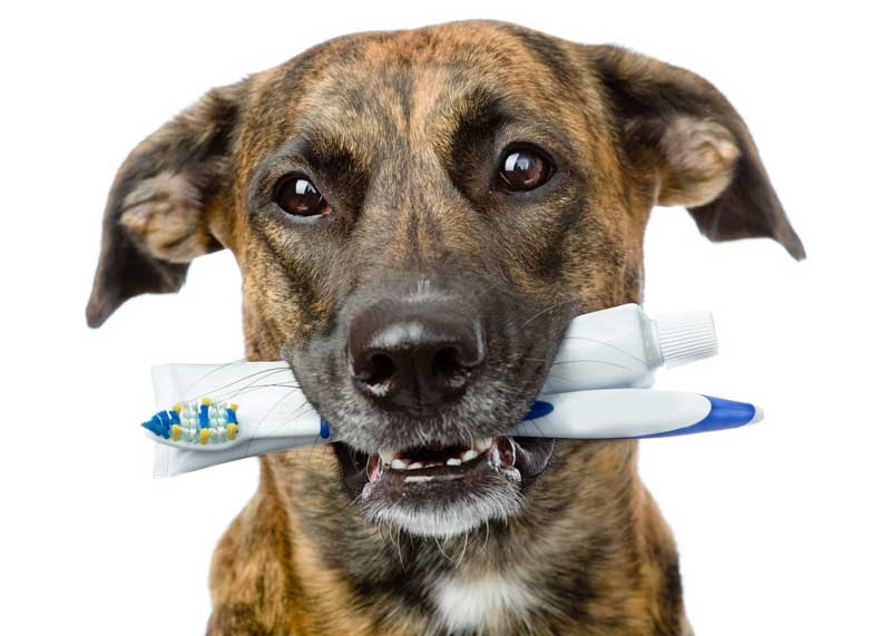 Удаление зубного камня у собак, кошек в районе  Новокосино  Восточном Административном Округе Москвы