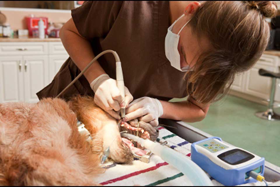 Чистка зубов у животных (собаки, кошки) ультразвуковом в районе Новокосино (ВАО)